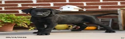Labrador Retriever dogs for sale: Cookie - Ad 2