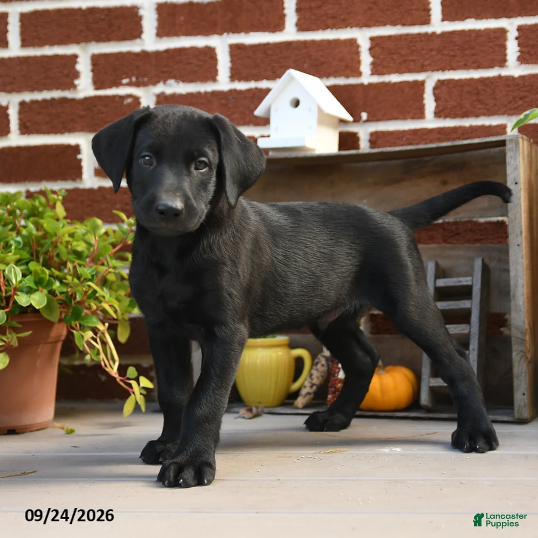 Labrador Retriever dogs for sale: Cookie - Ad 2