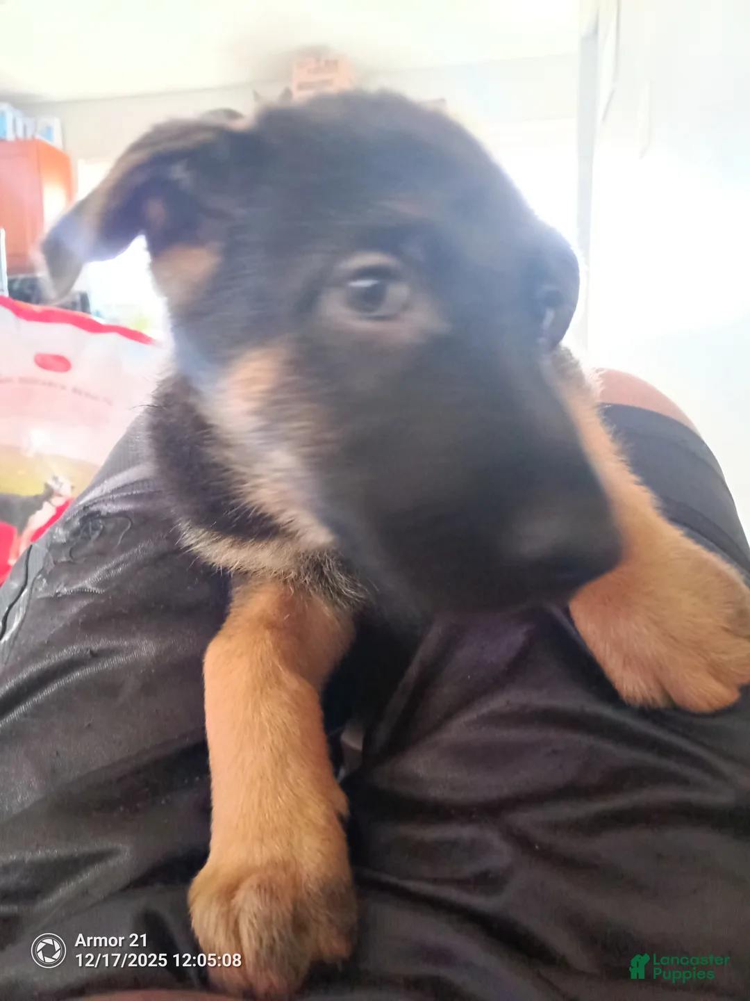 German Shepherd dogs for sale: Yellow collar - Ad 3
