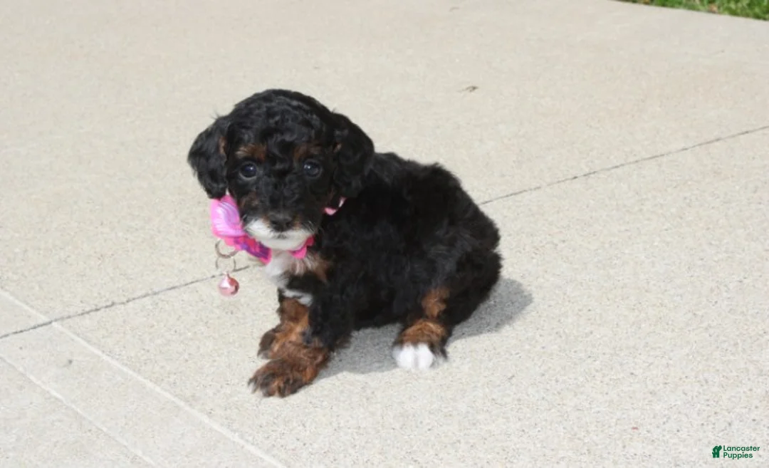 Miniature Poodle dogs for sale: Athena  - Ad 1