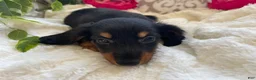 Miniature Dachshund dogs for sale: Corbin - Ad 3