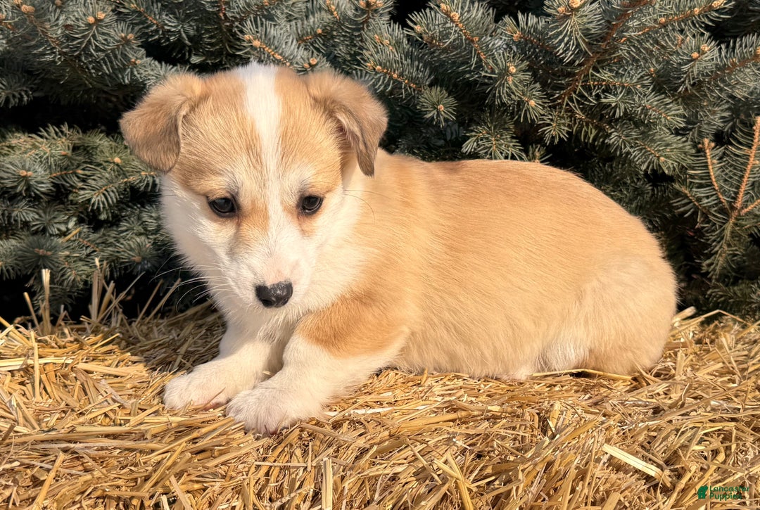 Welsh Corgi Pembroke dogs for sale: Bonnie Sue - Ad 3