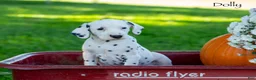 Dalmatian dogs for sale: Dollie - Ad 3