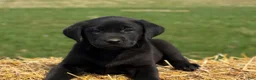 Labrador Retriever dogs for sale: Grace - Ad 2