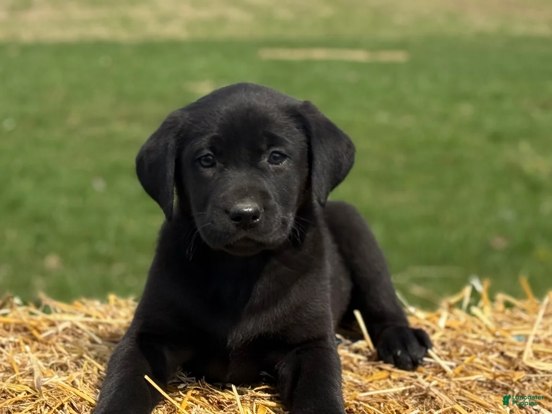 Labrador Retriever dogs for sale: Grace - Ad 2