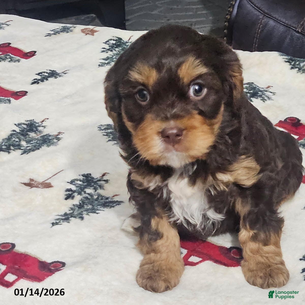 Cavapoo dogs Cocoa - Ad 11