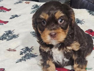 Cavapoo dogs Cocoa - Ad 20