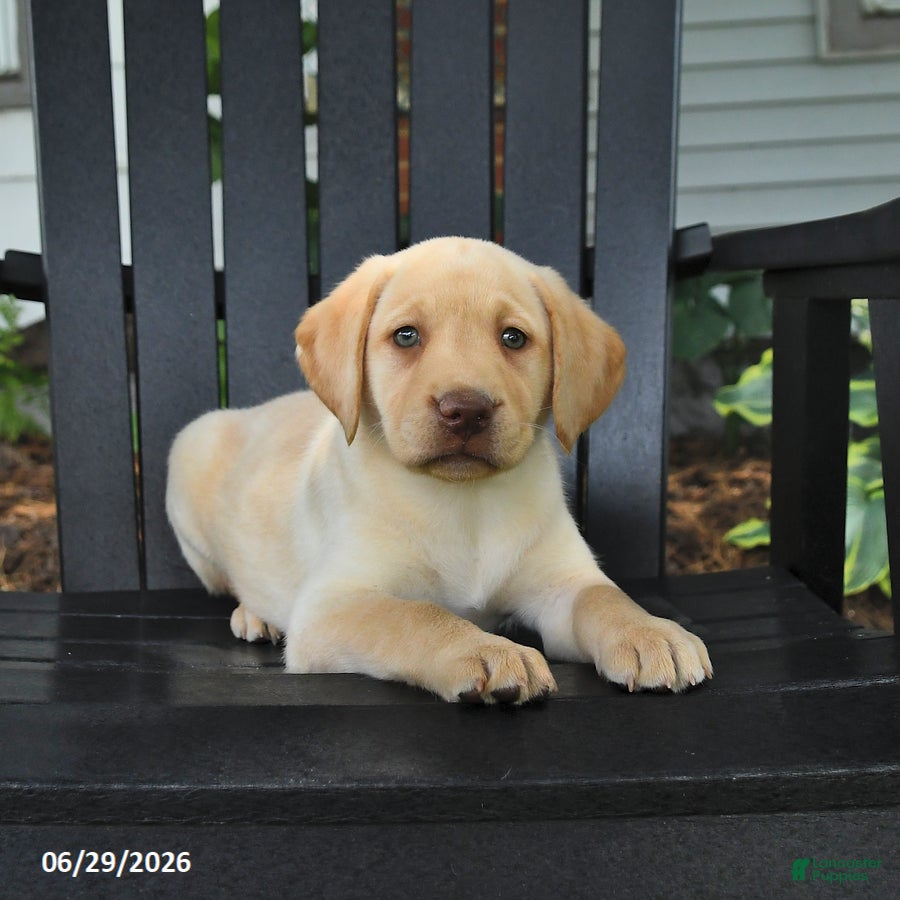 Labrador Retriever dogs Sunshine - Ad 2