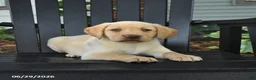 Labrador Retriever dogs for sale: Sunshine - Ad 2