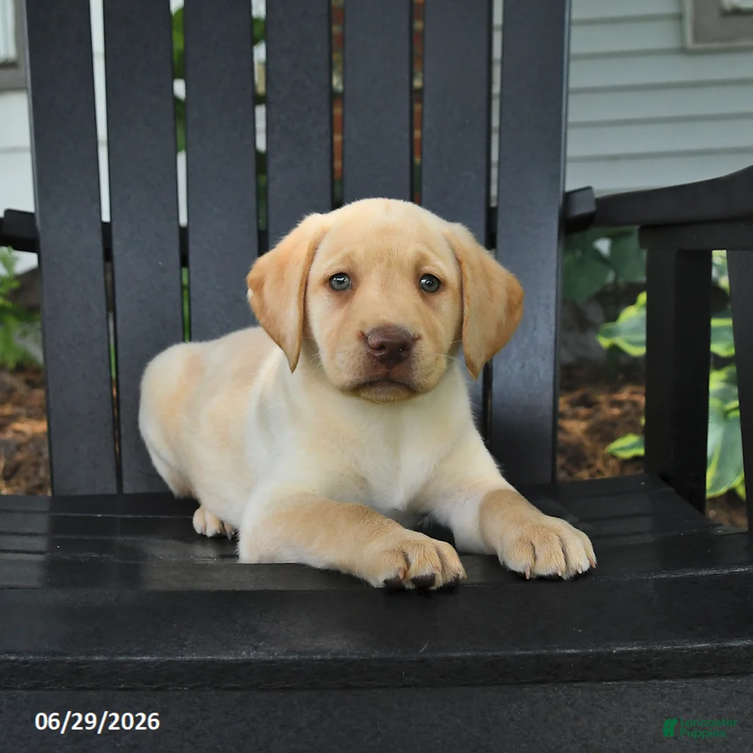 Labrador Retriever dogs for sale: Sunshine - Ad 2