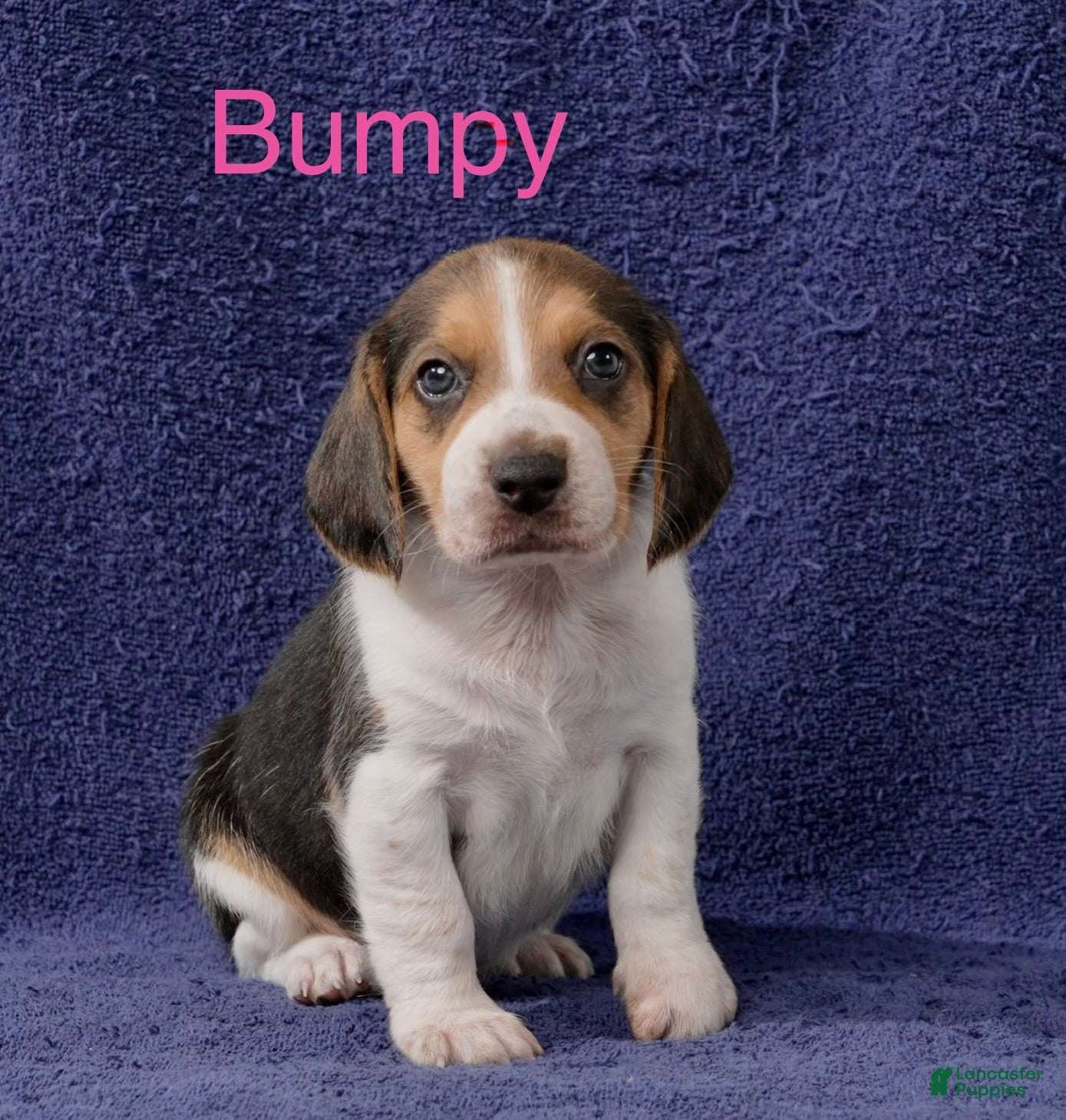 Beagle dogs Beagle 9 - Ad 19