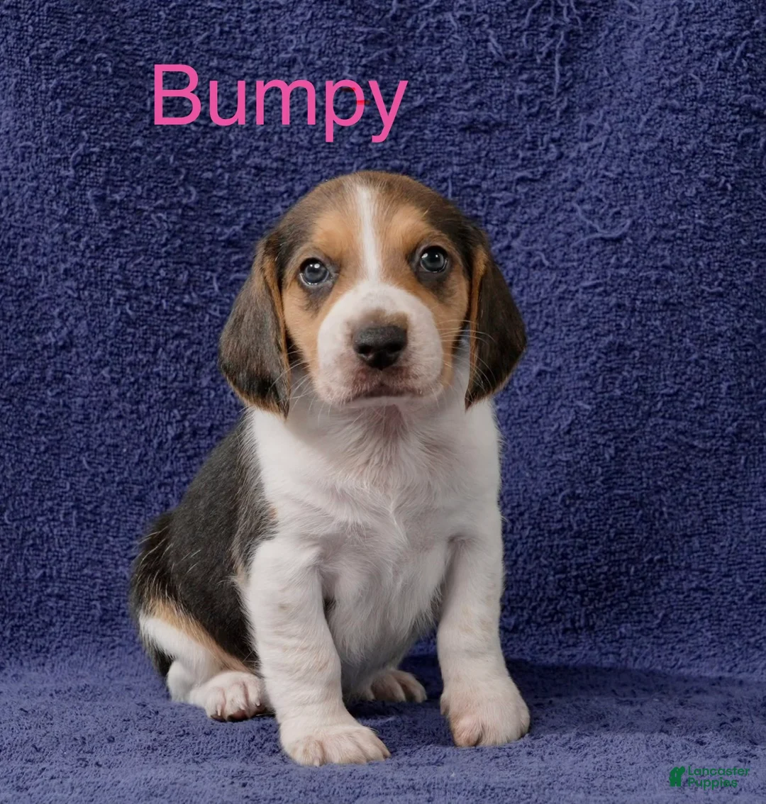 Beagle dogs for sale: Beagle 9 - Ad 1