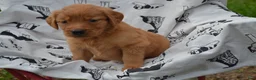 Golden Retriever dogs for sale: Rosy - Ad 2