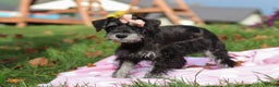 Miniature Schnauzer dogs for sale: Brianna - Ad 5