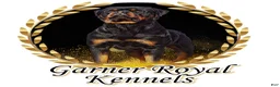 Rottweiler dogs for sale: Red Collar Male - Ad 3