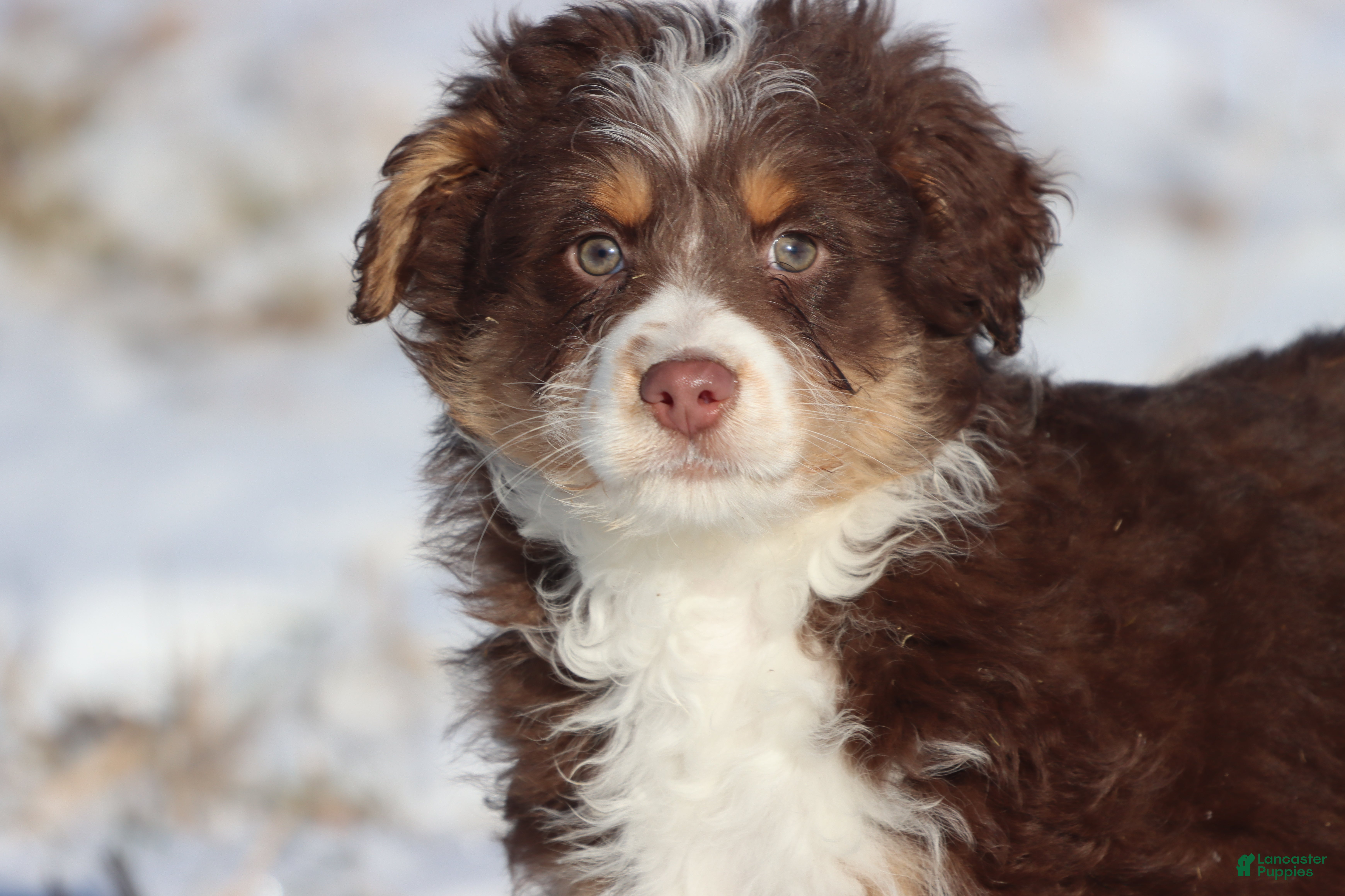 Mini Aussiedoodle dogs Chilli - Ad 19