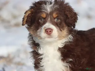 Mini Aussiedoodle dogs Chilli - Ad 29