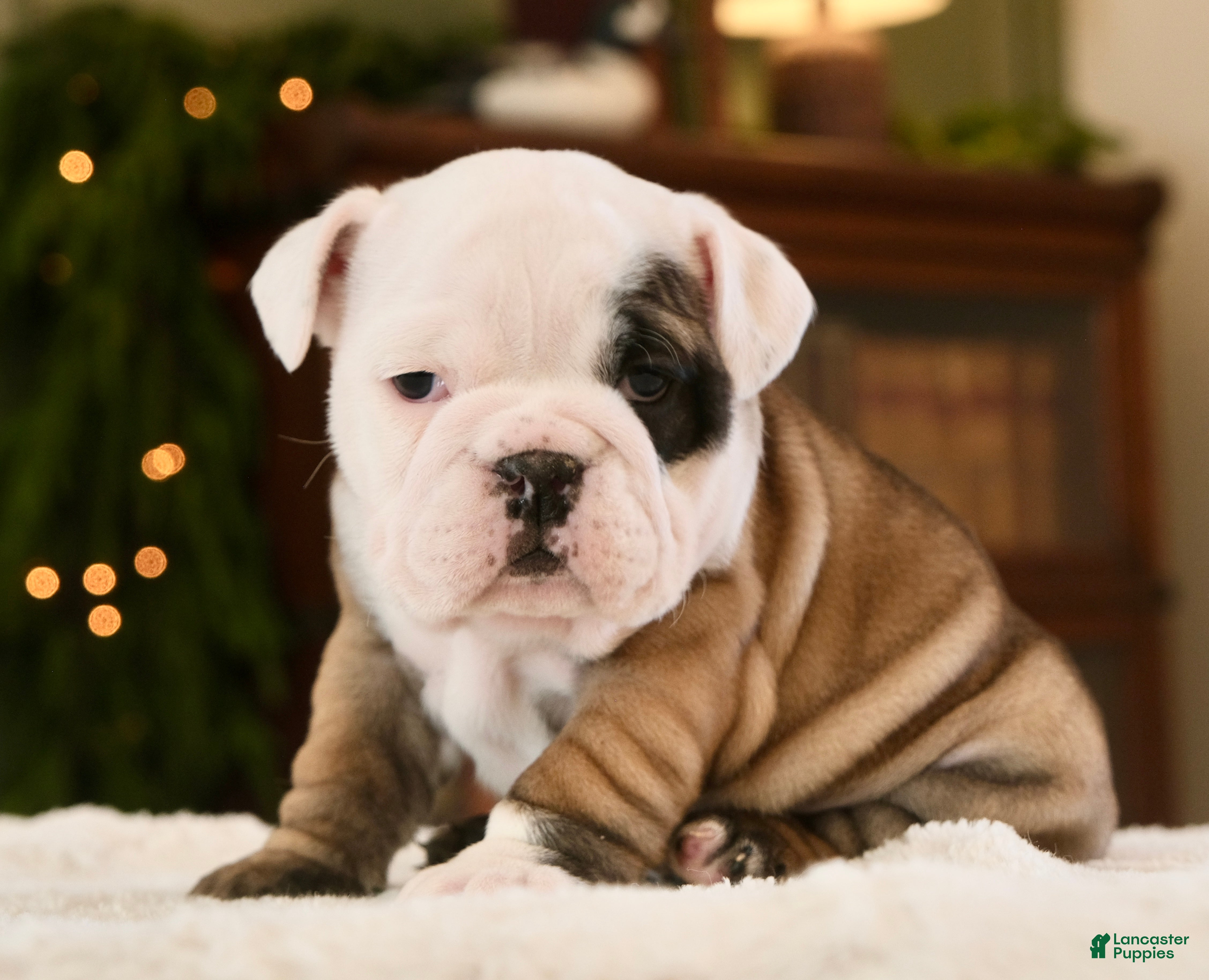 English Bulldog dogs Bella - Ad 8