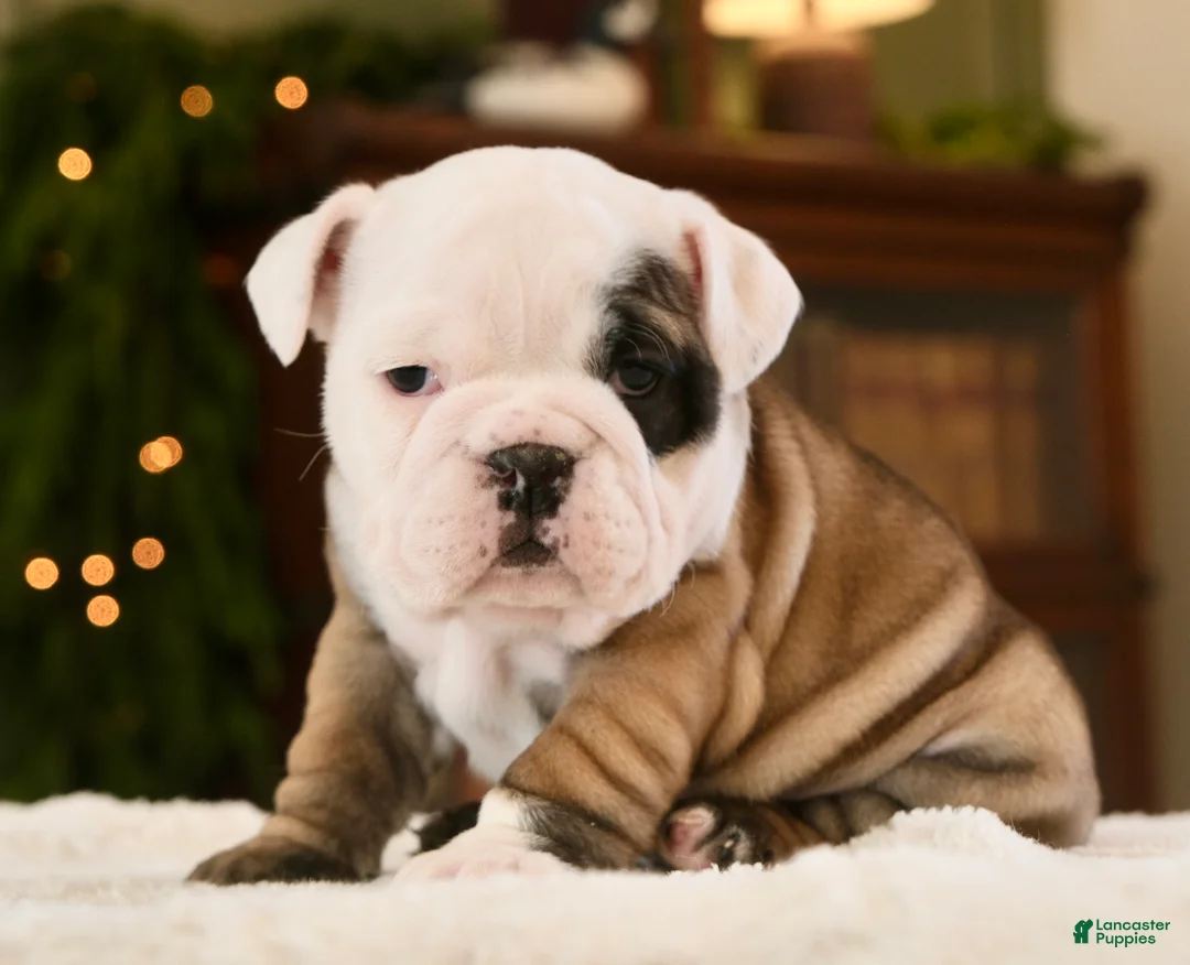English Bulldog dogs for sale: Bella - Ad 1