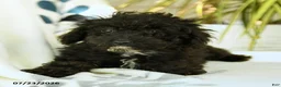 Toy Poodle dogs for sale: Quirk - Ad 7