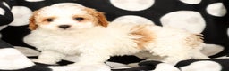 Cavapoo dogs for sale: Jenny - Ad 9