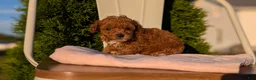 Miniature Poodle dogs for sale: Hazel - Ad 5