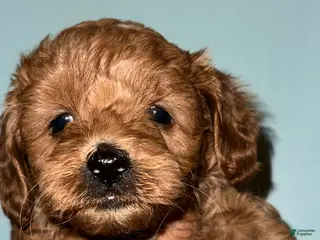 Goldendoodle dogs Ala - Ad 42