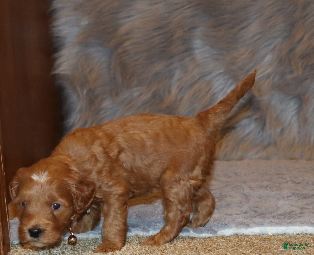 Mini Goldendoodle dogs for sale: Whitney 🌷👨‍👨‍👧‍👦💞🐕 - Ad 10