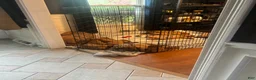 Dogue De Bordeaux dogs for sale: Dogue De Bordeaux Puppy 5 - Ad 41