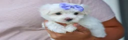 Maltese dogs for sale: PENNY - Ad 1