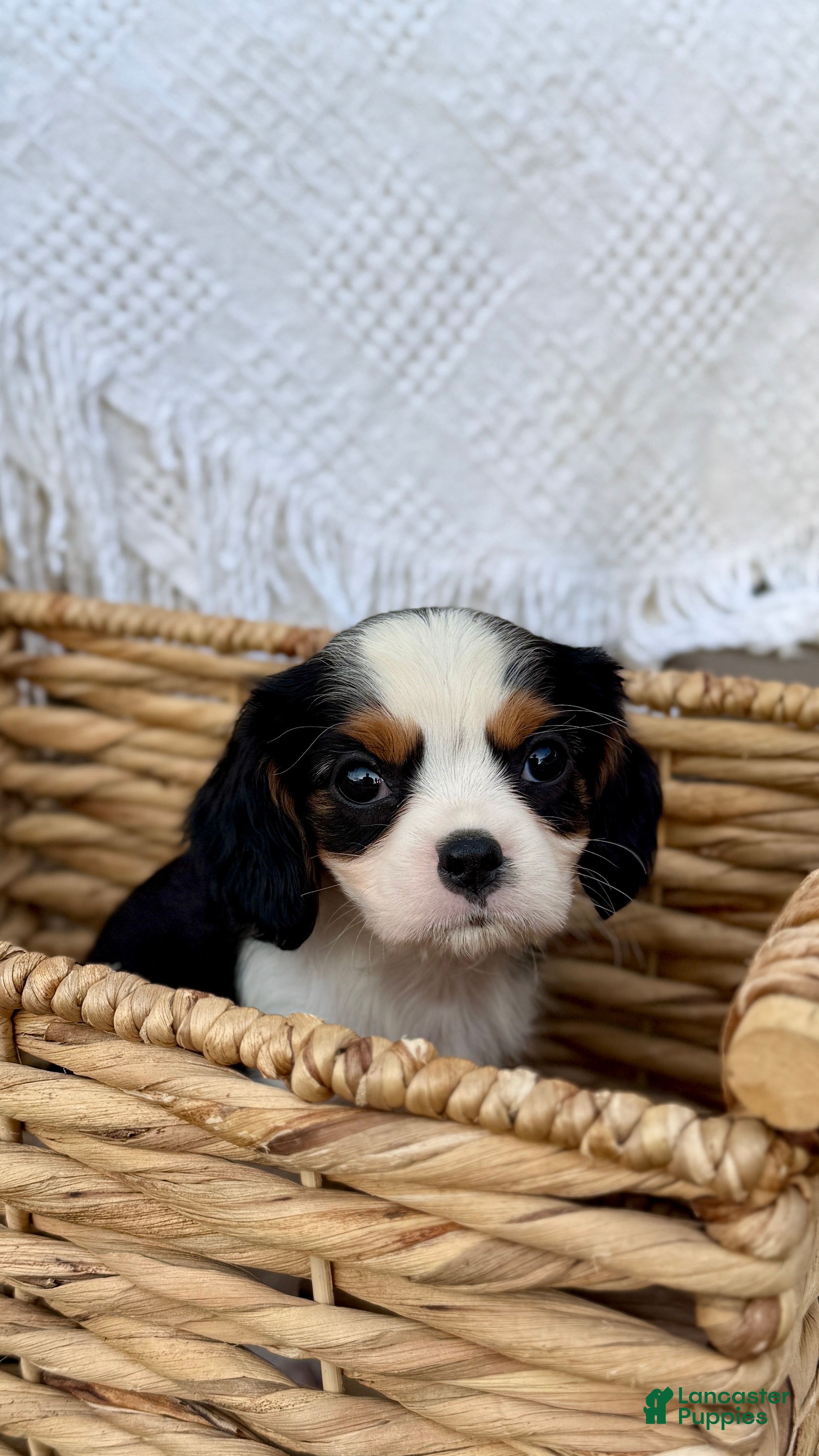 Cavalier King Charles Spaniel dogs Oscar - Ad 2