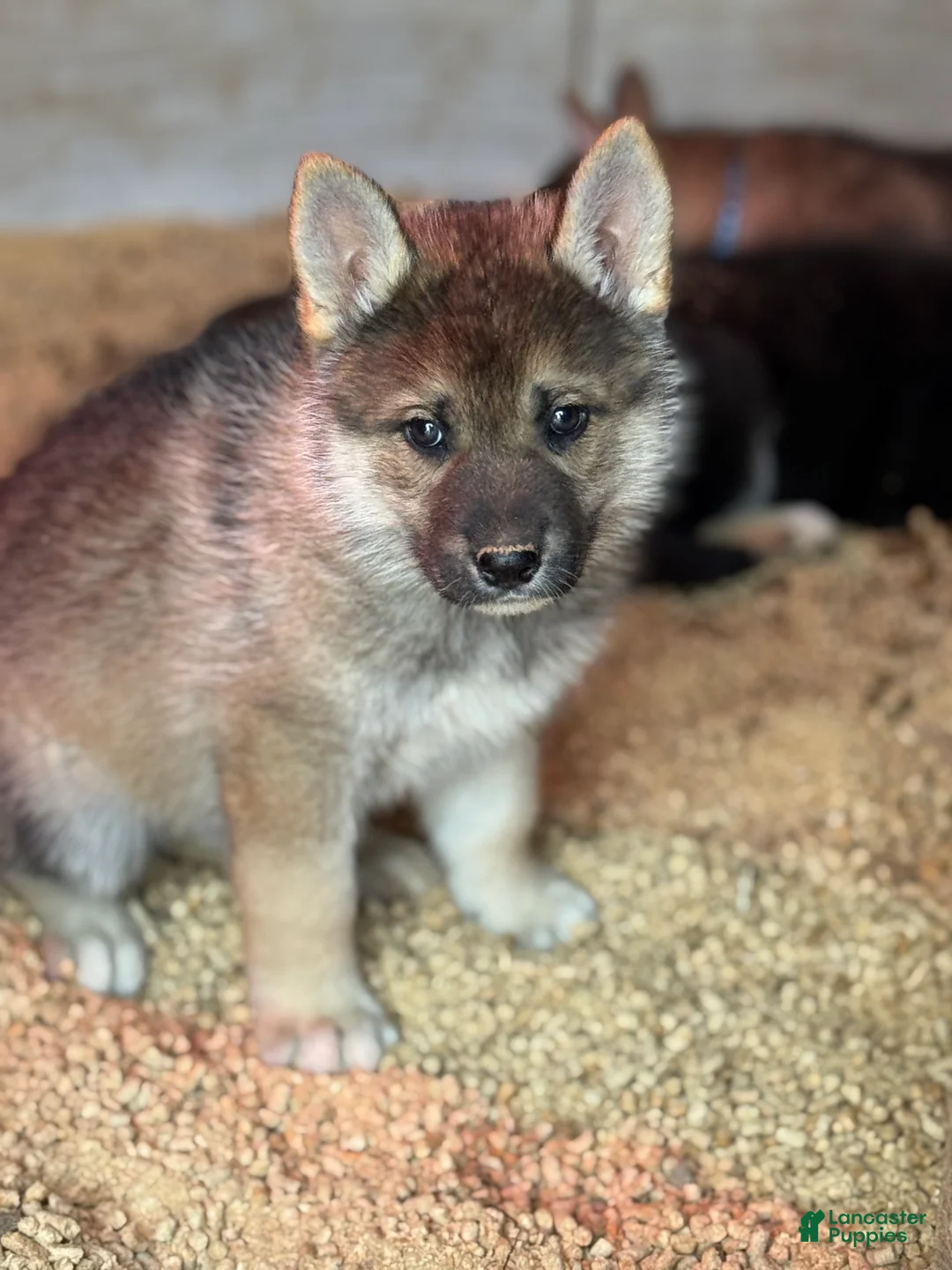 Gerberian Shepsky dogs for sale: Maverick - Ad 2