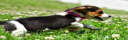 Beagle dogs for sale: Violet - Ad 8