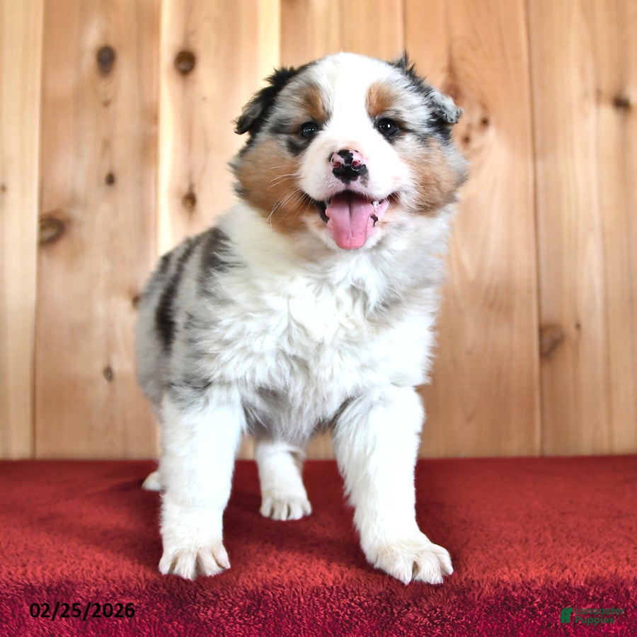 Australian Shepherd dogs Birch - Ad 2