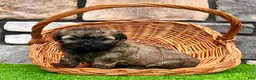 Havanese dogs for sale: Nick - Ad 1