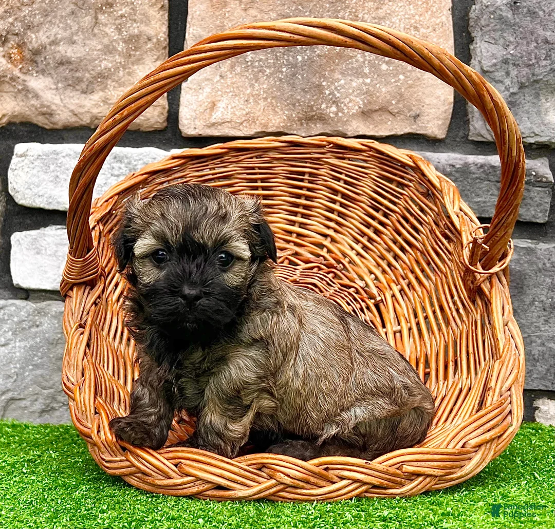 Havanese dogs for sale: Nick - Ad 1