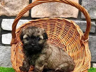 Havanese dogs for sale: Nick - Ad 4