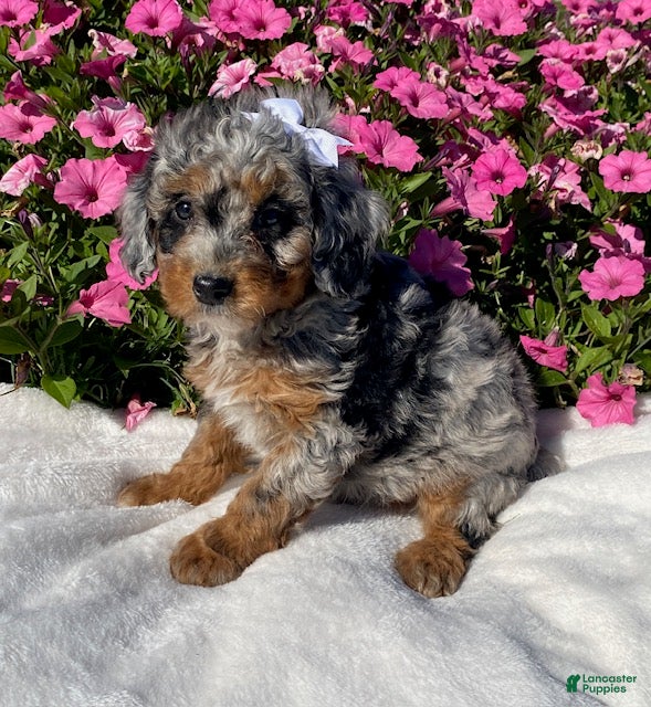 Mini Bernedoodle dogs for sale: Robin - Ad 2