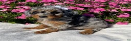 Mini Bernedoodle dogs for sale: Robin - Ad 2