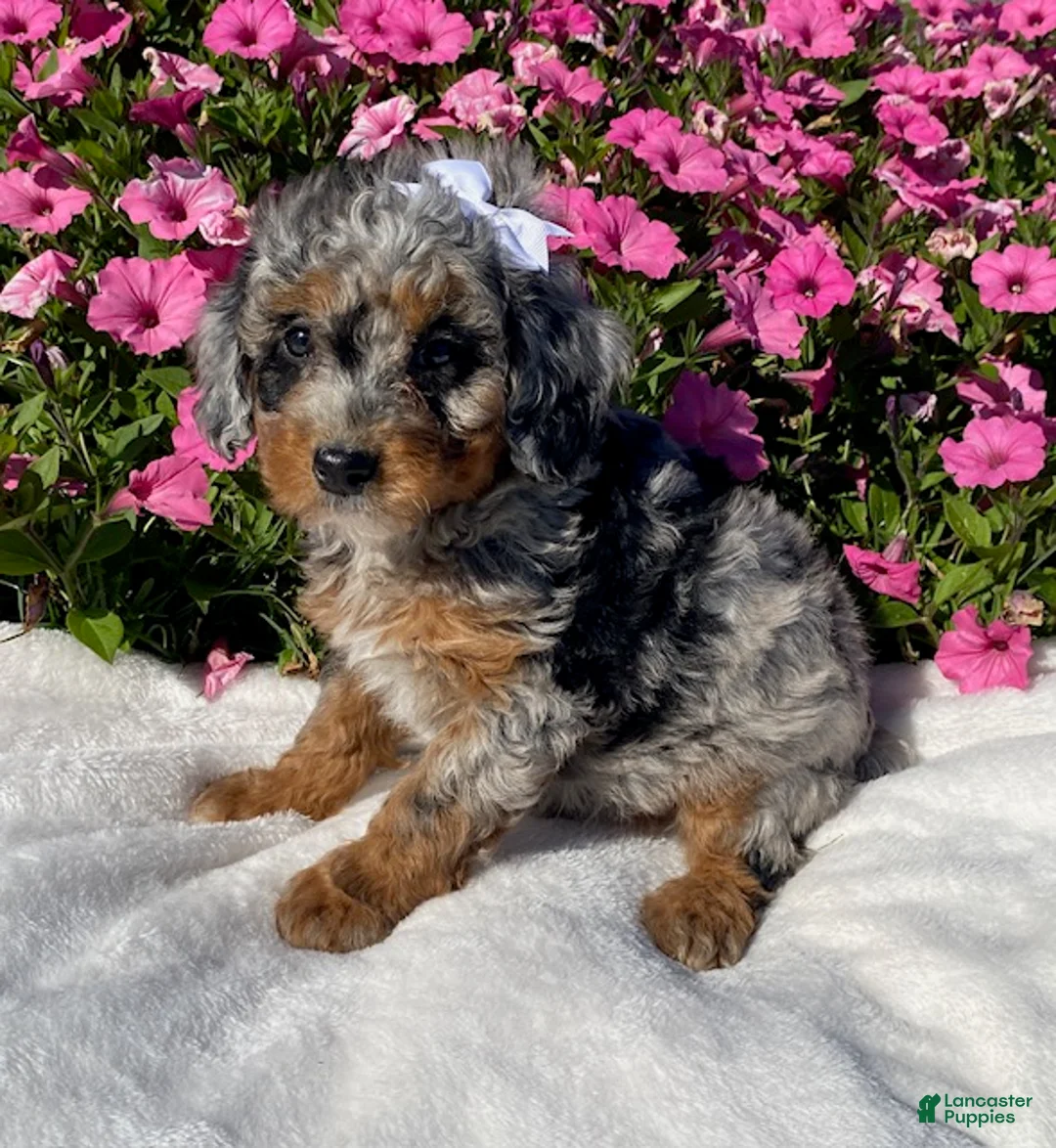 Mini Bernedoodle dogs for sale: Robin - Ad 2