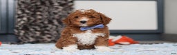 Goldendoodle dogs for sale: Falco - Ad 3
