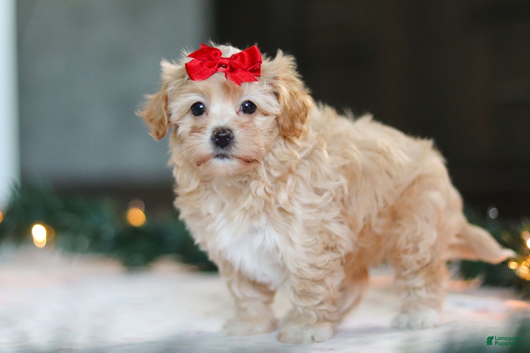 Havapoo dogs for sale: Reese - Ad 9