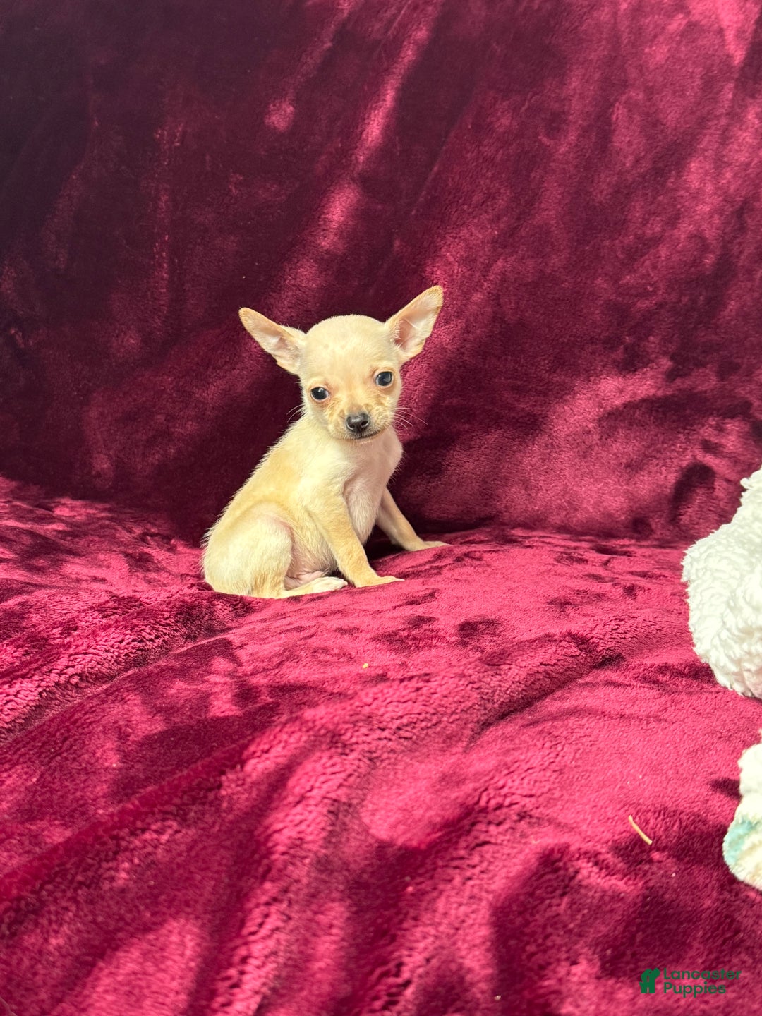 Chihuahua dogs for sale: Chucky - Ad 1