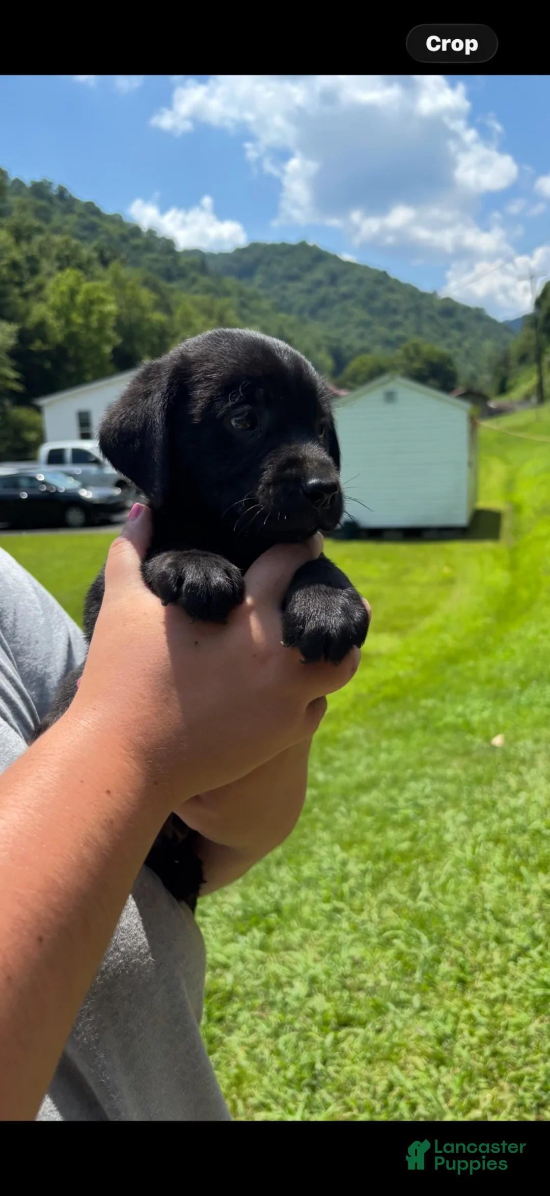 Labrador Retriever dogs for sale: Little Bit - Ad 2