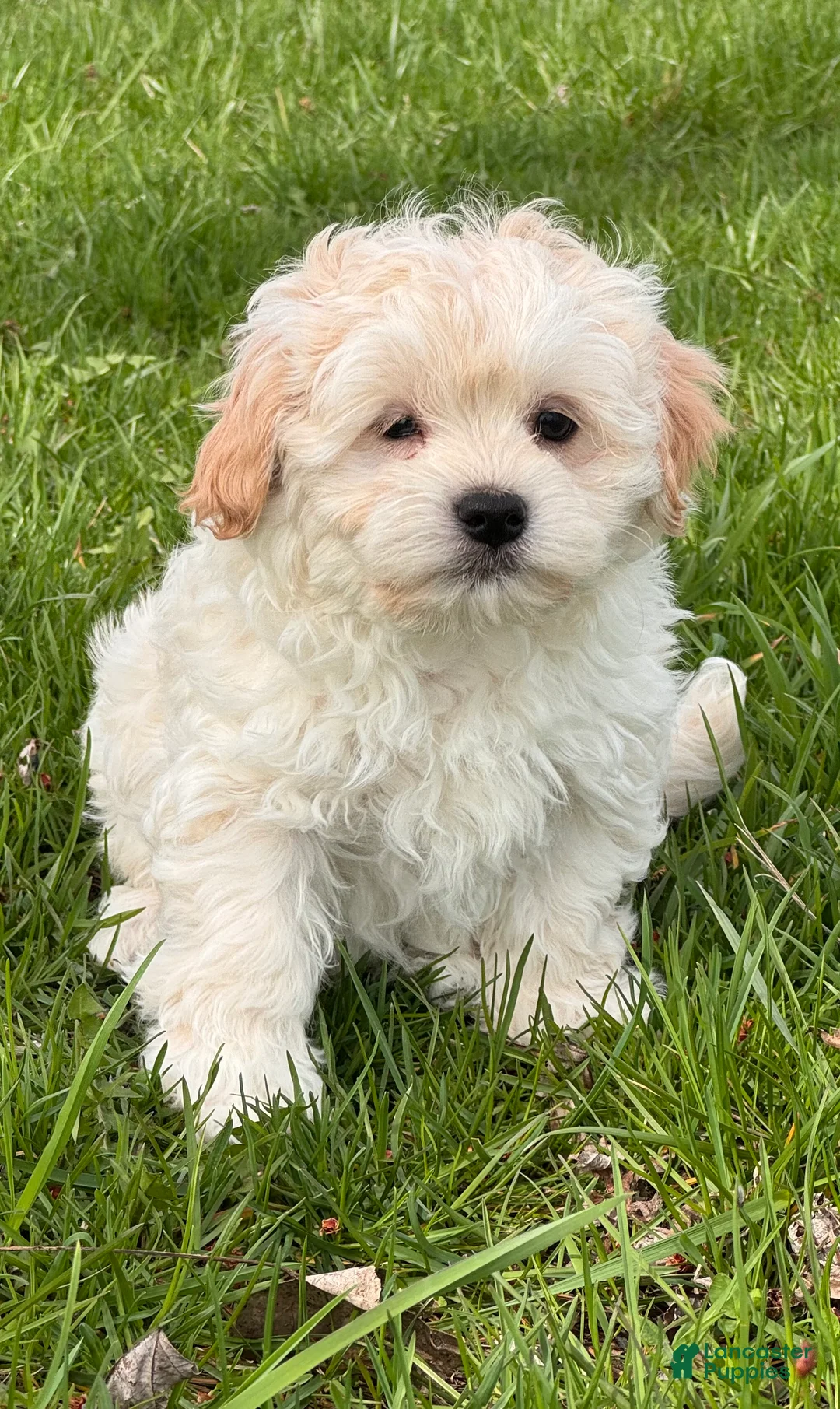 Havanese dogs for sale: Harlow - Ad 2