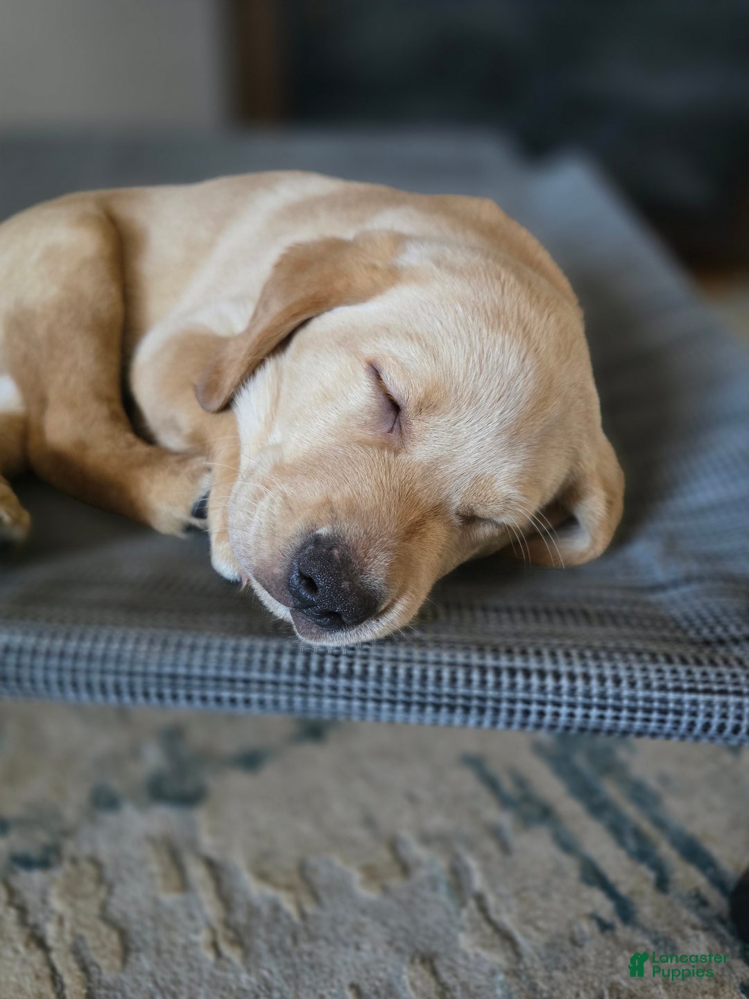 Labrador Retriever dogs for sale: Labrador Retriever Puppy 1 - Ad 18