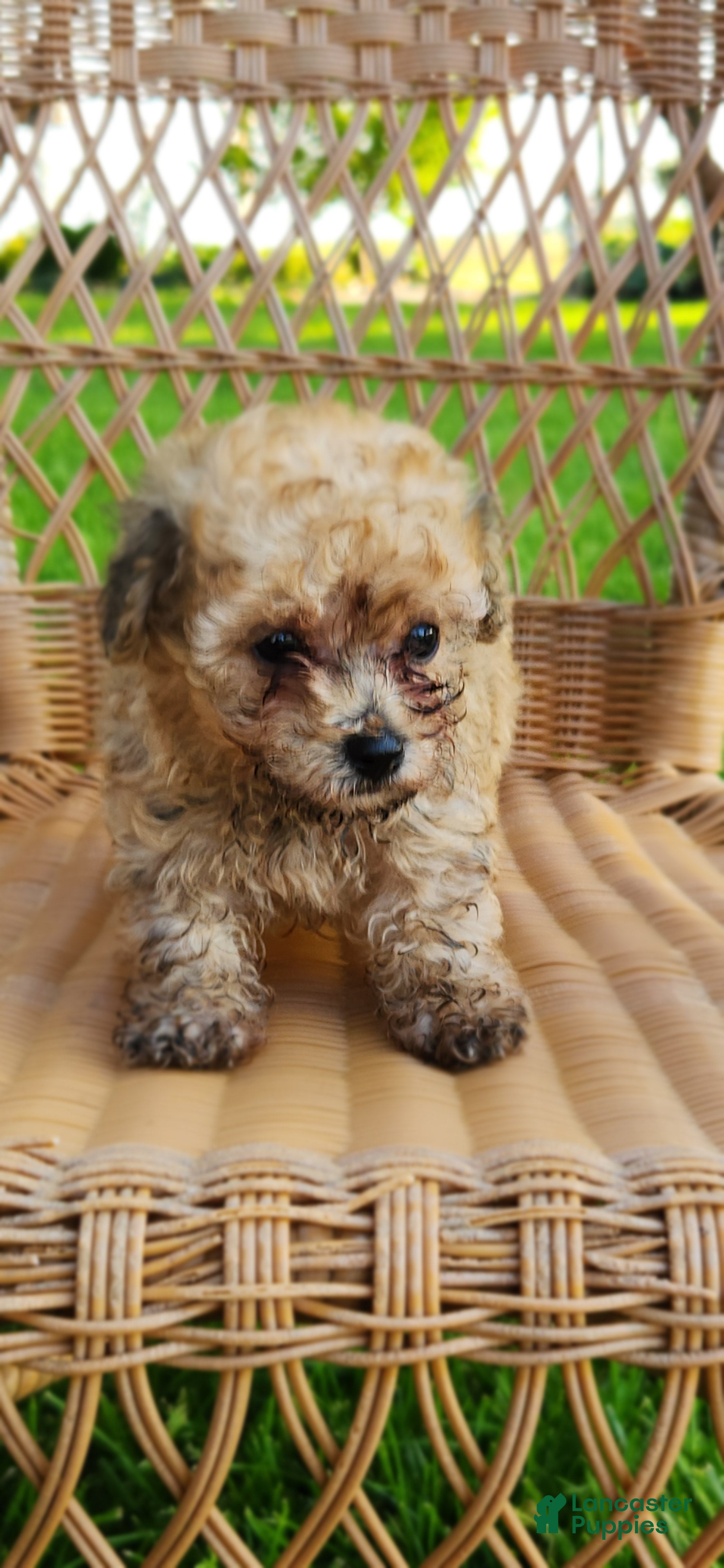 Toy Poodle dogs Tilah - Ad 4