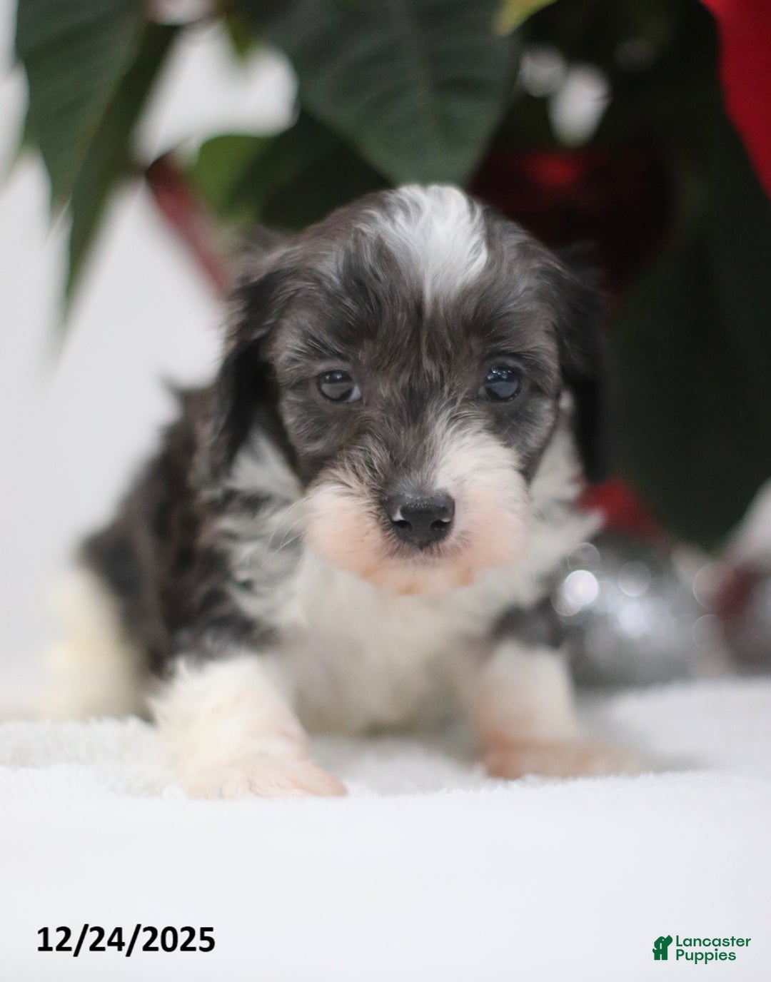 Cavapoo dogs for sale: Adam - Ad 3