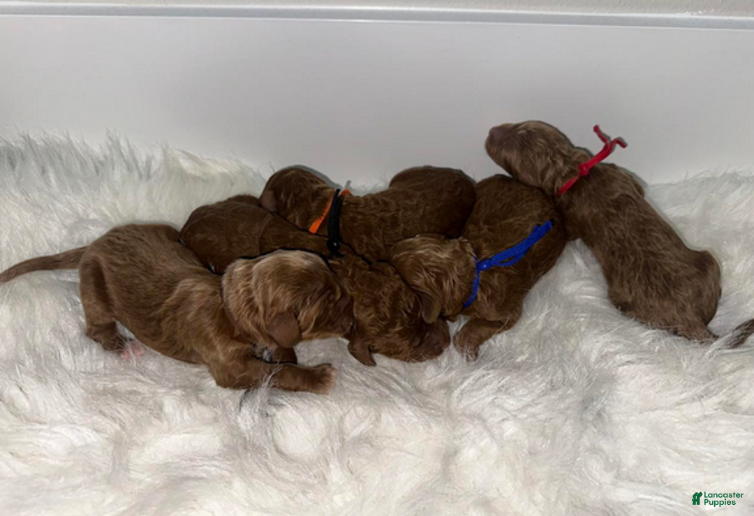 Goldendoodle dogs for sale: Brown - Ad 3
