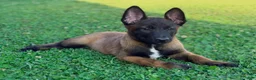 Belgian Malinois dogs for sale: AKC Belgian Malinois - Green Collar - Ad 4
